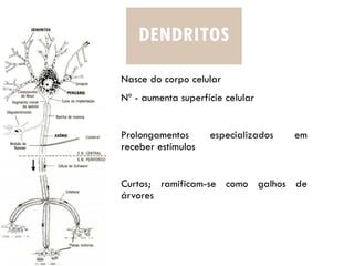 DENDRITOS
Nasce do corpo celular
Nº - aumenta superfície celular
Prolongamentos especializados em
receber estímulos
Curtos; ramificam-se como galhos de
árvores
 