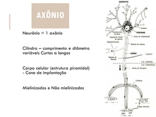 AXÔNIO
Neurônio = 1 axônio
Cilindro – comprimento e diâmetro
variáveis Curtos a longos
Corpo celular (estrutura piramidal)
- Cone de implantação
Mielinizados e Não mielinizados
 