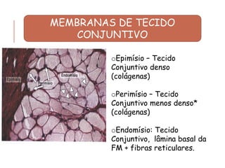 MEMBRANAS DE TECIDO
CONJUNTIVO
oEpimísio – Tecido
Conjuntivo denso
(colágenas)
oPerimísio – Tecido
Conjuntivo menos denso*
(colágenas)
oEndomísio: Tecido
Conjuntivo, lâmina basal da
FM + fibras reticulares.
 