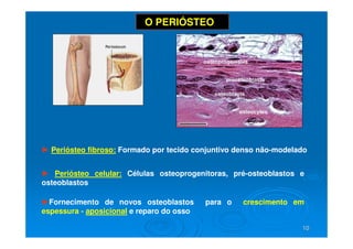10
10
O PERIÓSTEO
►Fornecimento de novos osteoblastos para o crescimento em
espessura - aposicional e reparo do osso
► Periósteo fibroso: Formado por tecido conjuntivo denso não-modelado
► Periósteo celular: Células osteoprogenitoras, pré-osteoblastos e
osteoblastos
 