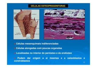 12
12
CÉLULAS OSTEOPROGENITORAS
● Células mesenquimais indiferenciadas
● Podem dar origem a si mesmas e a osteoblastos e
condroblastos
● Localizadas no interior do periósteo e do endósteo
● Células alongadas com poucas organelas
 