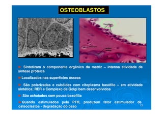 13
13
OSTEOBLASTOS
► Sintetizam o componente orgânico da matriz – intensa atividade de
síntese protéica
► São polarizadas e cubóides com citoplasma basófilo – em atividade
sintética; RER e Complexo de Golgi bem desenvolvidos
► São achatados com pouca basofilia
►Localizados nas superfícies ósseas
►Quando estimulados pelo PTH, produzem fator estimulador de
osteoclastos - degradação do osso
 