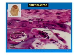 14
14
OSTEOBLASTOS
 
