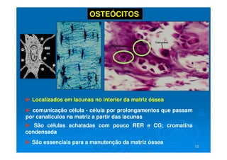 15
15
OSTEÓCITOS
► Localizados em lacunas no interior da matriz óssea
► São células achatadas com pouco RER e CG; cromatina
condensada
► São essenciais para a manutenção da matriz óssea
► comunicação célula - célula por prolongamentos que passam
por canalículos na matriz a partir das lacunas
 
