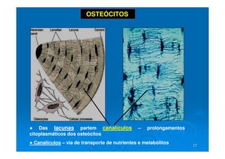 17
17
● Das lacunas partem canalículos – prolongamentos
citoplasmáticos dos osteócitos
● Canalículos – via de transporte de nutrientes e metabólitos
OSTEÓCITOS
 