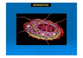 18
18
OSTEÓCITOS
 