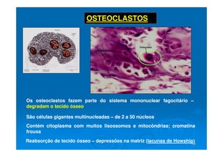 19
19
OSTEOCLASTOS
São células gigantes multinucleadas – de 2 a 50 núcleos
Reabsorção de tecido ósseo – depressões na matriz (lacunas de Howship)
Contém citoplasma com muitos lisossomos e mitocôndrias; cromatina
frouxa
Os osteoclastos fazem parte do sistema mononuclear fagocitário –
degradam o tecido ósseo
 