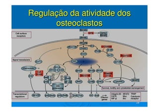 28
28
Regula
Regulaç
ção da atividade dos
ão da atividade dos
osteoclastos
osteoclastos
 