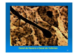 38
38
Canal de Havers e Canal de Volkman
 