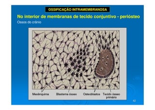 42
42
OSSIFICAÇÃO INTRAMEMBRANOSA
No interior de membranas de tecido conjuntivo - periósteo
Ossos do crânio
 
