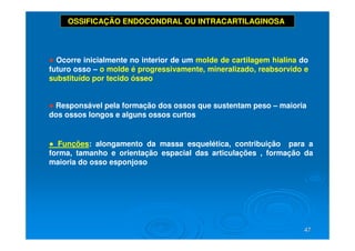 47
47
OSSIFICAÇÃO ENDOCONDRAL OU INTRACARTILAGINOSA
● Ocorre inicialmente no interior de um molde de cartilagem hialina do
futuro osso – o molde é progressivamente, mineralizado, reabsorvido e
substituído por tecido ósseo
● Responsável pela formação dos ossos que sustentam peso – maioria
dos ossos longos e alguns ossos curtos
● Funções: alongamento da massa esquelética, contribuição para a
forma, tamanho e orientação espacial das articulações , formação da
maioria do osso esponjoso
 