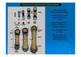 48
48
EVENTOS DA OSSIFICAÇÃO ENDOCONDRAL
•PROLIFERAÇÃO
DOS CONDRÓCITOS
•HIPERTROFIA DOS
CONDRÓCITOS =
VEGF
•BROTAMENTO DE
VASOS A PARTIR DO
PERICÔNDRIO
•CALCIFICAÇÃO DA
MATRIZ
•APOPTOSE DOS
CONDRÓCITOS
HIPERTRÓFICOS
 