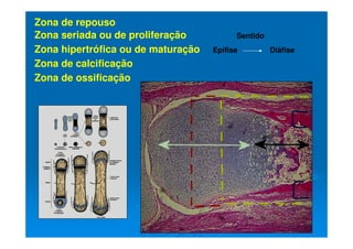 53
53
Zona de repouso
Zona seriada ou de proliferação
Zona hipertrófica ou de maturação
Zona de calcificação
Zona de ossificação
Sentido
Epífise Diáfise
 