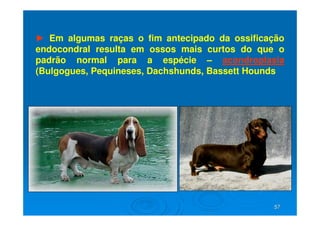 57
57
► Em algumas raças o fim antecipado da ossificação
endocondral resulta em ossos mais curtos do que o
padrão normal para a espécie – acondroplasia
(Bulgogues, Pequineses, Dachshunds, Bassett Hounds
 