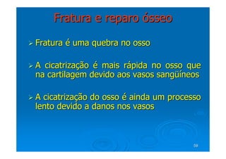 59
59
Fratura e reparo
Fratura e reparo ó
ósseo
sseo

 Fratura
Fratura é
é uma quebra no osso
uma quebra no osso

 A cicatriza
A cicatrizaç
ção
ão é
é mais r
mais rá
ápida no osso que
pida no osso que
na cartilagem devido aos vasos sang
na cartilagem devido aos vasos sangüí
üíneos
neos

 A cicatriza
A cicatrizaç
ção do osso
ão do osso é
é ainda um processo
ainda um processo
lento devido a danos nos vasos
lento devido a danos nos vasos
 