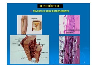 9
9
O PERIÓSTEO
► REVESTE O OSSO EXTERNAMENTE
 