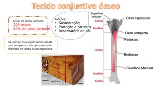 Ossos no corpo humano:
206 ossos;
20% do peso corporal
Funções:
• Sustentação;
• Proteção a partes moles;
• Reservatório de cálcio;
Há um tipo mais rígido conhecido de
osso compacto e um tipo mais mole
chamado de tecido ósseo esponjoso.
 