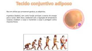 Rico em células que armazenam gordura, os adipócitos.
A gordura (lipídios), tem como função principal a reserva de energia
para o corpo. Além disso, colaboram com a regulação de temperatura
corporal, modelam o corpo e mantendo o corpo e protegem contra
impactos físicos.
 