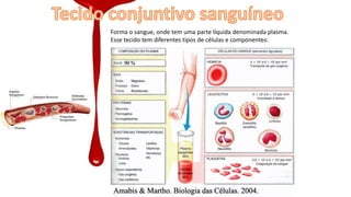 Forma o sangue, onde tem uma parte líquida denominada plasma.
Esse tecido tem diferentes tipos de células e componentes:
 