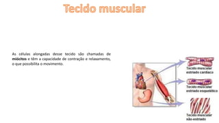 As células alongadas desse tecido são chamadas de
miócitos e têm a capacidade de contração e relaxamento,
o que possibilita o movimento.
 