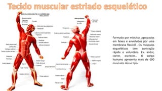 Formado por miócitos agrupados
em feixes e envolvidos por uma
membrana flexível . Os músculos
esqueléticos tem contração
rápida e voluntária. Ex. andar,
correr, escrever... O corpo
humano apresenta mais de 600
músculos desse tipo.
 