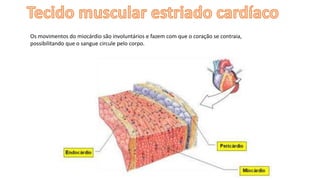 Os movimentos do miocárdio são involuntários e fazem com que o coração se contraia,
possibilitando que o sangue circule pelo corpo.
 