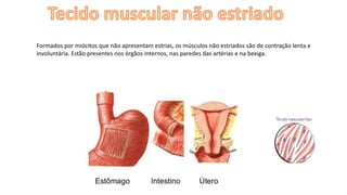 Formados por miócitos que não apresentam estrias, os músculos não estriados são de contração lenta e
involuntária. Estão presentes nos órgãos internos, nas paredes das artérias e na bexiga.
 