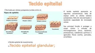 É formado por células justapostas (unidas entre si).
O tecido epitelial apresenta as
seguintes características: falta de
espaço entre as células (células
justapostas), falta de vascularização e
excelente capacidade de renovação
celular.
Sua principal função é proteger o
corpo contra a entrada de
microorganismos (vírus, bacterias,
protozoários), substâncias químicas e
agressões físicas (cortes, pancadas,
arranhões).
→Tecido epitelial de revestimento;
→Tecido epitelial glandular;
 