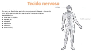 Encontra-se distribuído por todo o organismo interligando e formando
uma rede de comunicações que constitui o sistema nervoso.
Responsável por:
• Interligar os órgãos;
• Percepção;
• Emoção;
• Memória;
• Atenção;
• Consciência;
 