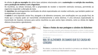 As células da glia ou neuroglia são vários tipos celulares relacionados com a sustentação e a nutrição dos neurônios,
com a produção de mielina e com a fagocitose.
Os neurônios, ou células nervosas, têm a propriedade de receber e transmitir estímulos nervosos, permitindo ao
organismo responder a alteração do meio.
Os dentritos são prolongamentos ramificados da célula especializados em receber estímulos, que também podem ser
recebidos pelo corpo celular.
O axônio é uma expansão celular fina, alongada e de diâmetro constante, com ramificações em sua porção final, de
modo que o impulso pode ser transmitido simultaneamente a vários destinos. É uma estrutura especializada na
transmissão de impulsos nervosos para outros neurônios ou para outros tipos celulares, como as células de órgãos
efetores (musculares e glandulares).
 
