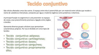 São células afastadas umas das outras. O espaço entre elas é preenchido por um material entre células que recebe o
nome de substância intercelular, composto por água e material orgânico como proteínas e vitaminas.
A principal função no organismo é a de preencher os espaços
do corpo; esse preenchimento promove a ligação entre órgãos
e tecidos.
Apresenta diversos grupos celulares que apresentam
características próprias. Por isso é dividido em cinco tipos de
tecidos:
• Tecido conjuntivo adiposo;
• Tecido conjuntivo cartilaginoso;
• Tecido conjuntivo ósseo;
• Tecido conjuntivo sanguíneo;
• Tecido conjuntivo propriamente
dito;
 