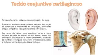 Forma orelha, nariz, e está presente nas articulações dos ossos.
É um tecido, ao mesmo tempo resistente e elástico. Tem função
de sustentação e revestimento das articulações, absorvendo
choques e impedindo o desgaste no contato entre os ossos.
Este tecido não possui vasos sanguíneos, nervos e vasos
linfáticos, ele pode ser nutrido de duas formas: através dos
capilares do conjuntivo que o envolve (pericôndrio) ou através
do líquido sinovial (líquido transparente e viscoso das cavidades
articulares e bainhas dos tendões) das articulações.
 