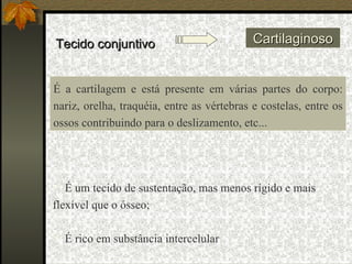 Tecido conjuntivo Cartilaginoso É um tecido de sustentação, mas menos rígido e mais flexível que o ósseo; É rico em substância intercelular É a cartilagem e está presente em várias partes do corpo: nariz, orelha, traquéia, entre as vértebras e costelas, entre os ossos contribuindo para o deslizamento, etc... 