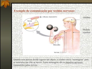 cérebro Medula espinhal Exemplo de comunicação por tecidos nervosos Quando uma pessoa decide segurar um objeto, o cérebro envia “mensagens” para os músculos que irão se mover. Essas mensagens são os  impulsos nervosos,  transmitidos pelos nervos. 