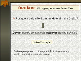 ÓRGÃOS:  São agrupamentos de tecidos Por quê a pele não é um tecido e sim um órgão? Estômago =  possui tecido epitelial+ tecido muscular + tecido conjuntivo + tecido nervoso Outro Exemplo: Derme   (tecido conjuntivo)e  epiderme  (tecido epitelial) 