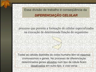 Essa divisão de trabalho é conseqüência da  DIFERENCIAÇÃO CELULAR processo que permite a formação de células especializadas  na execução de determinada função do organismo Todas as células diplóides do corpo humano têm os  mesmos  cromossomos e genes. No processo de diferenciação determinados genes  ativados  num tipo de célula ficam  desativados  em outro tipo, e vice-versa 