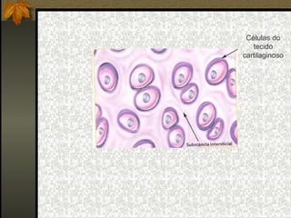 Células do
   tecido
cartilaginoso
 