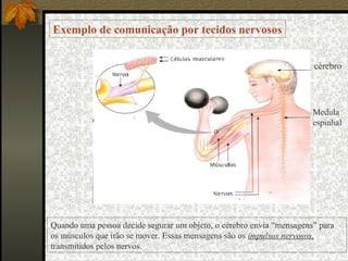 Exemplo de comunicação por tecidos nervosos


                                                                      cérebro




                                                                      Medula
                                                                      espinhal




Quando uma pessoa decide segurar um objeto, o cérebro envia “mensagens” para
os músculos que irão se mover. Essas mensagens são os impulsos nervosos,
transmitidos pelos nervos.
 
