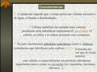Características:

 A epiderme impede que o corpo perca um volume excessivo
de água, evitando a desidratação;

           Células epiteliais da camada mais externa
      produzem uma substância impermeável: queratina. O
       cabelo, os pêlos e as unhas possuem esse composto.

 Na pele encontramos glândulas sudoríparas (suor) e sebáceas
(substâncias que lubrificam pele e pêlos)        Formadas por
                                                 um tipo de tecido
                                                 epitelial
       suas células se especializaram em produzir substâncias
  importantes para o corpo, as secreções (ex: mamárias, lacrimais,
                             salivares...)
 