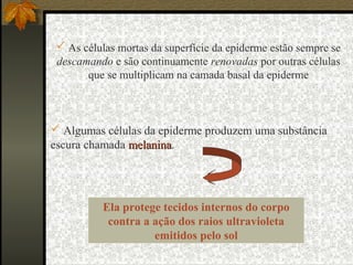  As células mortas da superfície da epiderme estão sempre se
descamando e são continuamente renovadas por outras células
que se multiplicam na camada basal da epiderme
 Algumas células da epiderme produzem uma substância
escura chamada melaninamelanina.
Ela protege tecidos internos do corpo
contra a ação dos raios ultravioleta
emitidos pelo sol
 