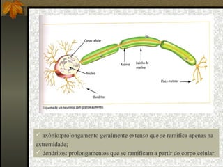  axônio:prolongamento geralmente extenso que se ramifica apenas na
extremidade;
 dendritos: prolongamentos que se ramificam a partir do corpo celular
 