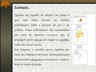 Exemplo:
Quando um jogador de futebol vai chutar a
gol, seus olhos enviam ao cérebro
informações sobre a posição do gol e do
goleiro. Essas informações são transmitidas
por meio de impulsos nervosos, que se
propagam pelos nervos até chegar ao cérebro,
onde são interpretadas.
Em resposta, o cérebro envia, também por
meio dos impulsos nervosos, informações para
determinados músculos se mexerem e chutar a
bola de modo desejado
 