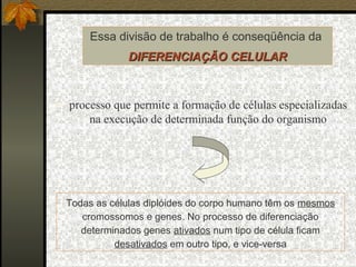 Essa divisão de trabalho é conseqüência da
DIFERENCIAÇÃO CELULARDIFERENCIAÇÃO CELULAR
 processo que permite a formação de células especializadas
na execução de determinada função do organismo
Todas as células diplóides do corpo humano têm os mesmos
cromossomos e genes. No processo de diferenciação
determinados genes ativados num tipo de célula ficam
desativados em outro tipo, e vice-versa
 