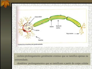 axônio:prolongamento geralmente extenso que se ramifica apenas na extremidade; dendritos: prolongamentos que se ramificam a partir do corpo celular 