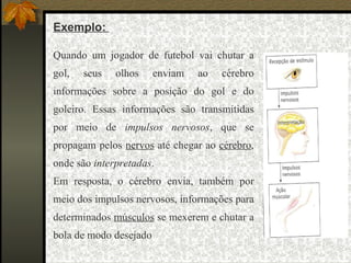 Exemplo:  Quando um jogador de futebol vai chutar a gol, seus olhos enviam ao cérebro informações sobre a posição do gol e do goleiro. Essas informações são transmitidas por meio de  impulsos nervosos , que se propagam pelos  nervos  até chegar ao  cérebro , onde são  interpretadas . Em resposta, o cérebro envia, também por meio dos impulsos nervosos, informações para determinados  músculos  se mexerem e chutar a bola de modo desejado 