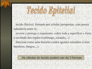 Tecido Epitelial tecido flexível, formado por células justapostas, com pouca substância entre si; reveste e protege o organismo: cobre toda a superfície e forra a cavidade dos órgãos (estômago, coração,...) funciona como uma barreira contra agentes estranhos (vírus, bactérias, fungos,...) As células do tecido podem ser de 3 formas:  