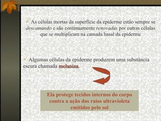 As células mortas da superfície da epiderme estão sempre se  descamando  e são continuamente  renovadas  por outras células que se multiplicam na camada basal da epiderme Algumas células da epiderme produzem uma substância escura chamada  melanina .  Ela protege tecidos internos do corpo contra a ação dos raios ultravioleta emitidos pelo sol 