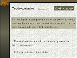 Tecido conjuntivo Cartilaginoso É um tecido de sustentação, mas menos rígido e mais flexível que o ósseo; É rico em substância intercelular É a cartilagem e está presente em várias partes do corpo: nariz, orelha, traquéia, entre as vértebras e costelas, entre os ossos contribuindo para o deslizamento, etc... 