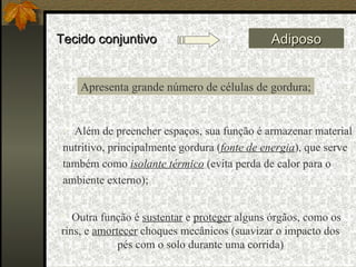 Tecido conjuntivo Adiposo Outra função é  sustentar  e  proteger  alguns órgãos, como os rins, e  amortecer  choques mecânicos (suavizar o impacto dos pés com o solo durante uma corrida) Apresenta grande número de células de gordura; Além de preencher espaços, sua função é armazenar material nutritivo, principalmente gordura ( fonte de energia ), que serve também como  isolante térmico  (evita perda de calor para o ambiente externo); 