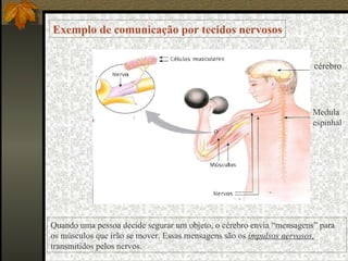 cérebro Medula espinhal Exemplo de comunicação por tecidos nervosos Quando uma pessoa decide segurar um objeto, o cérebro envia “mensagens” para os músculos que irão se mover. Essas mensagens são os  impulsos nervosos,  transmitidos pelos nervos. 